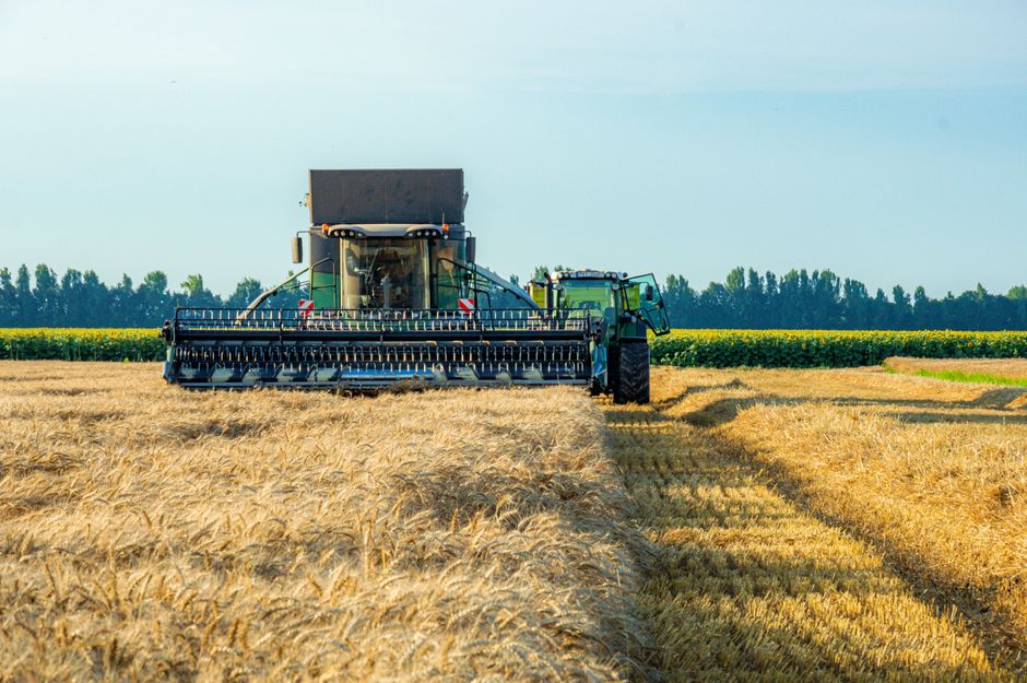 A combine harvester working in a rural wheat field during a sunny day.
