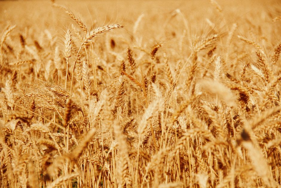 Lush golden wheat field during summer showcasing abundant growth.